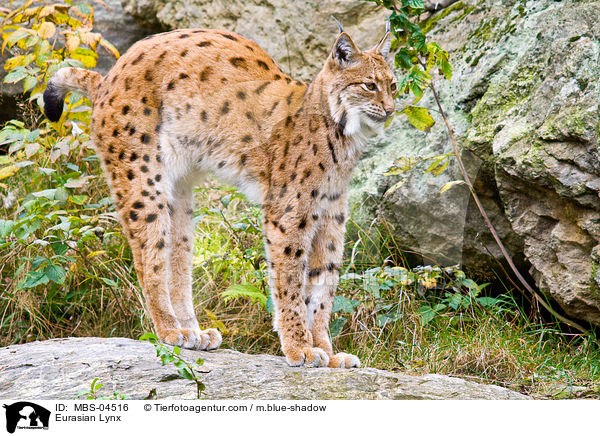 Europischer Luchs / Eurasian Lynx / MBS-04516