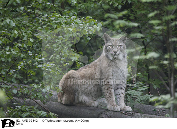 Lynx / AVD-02842