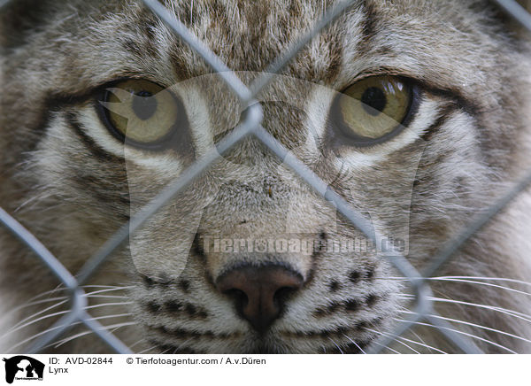Lynx / AVD-02844