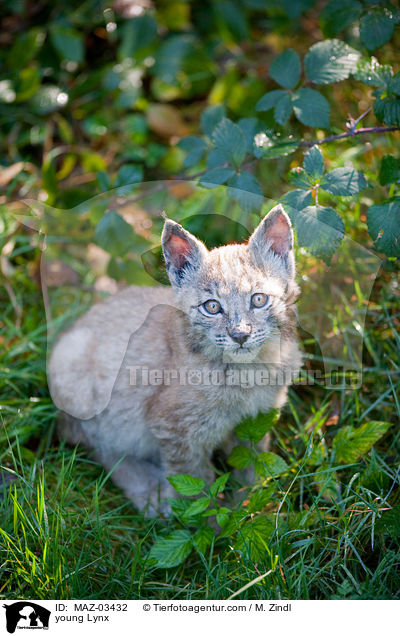 young Lynx / MAZ-03432