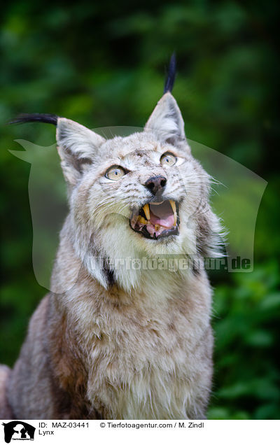 Lynx / MAZ-03441