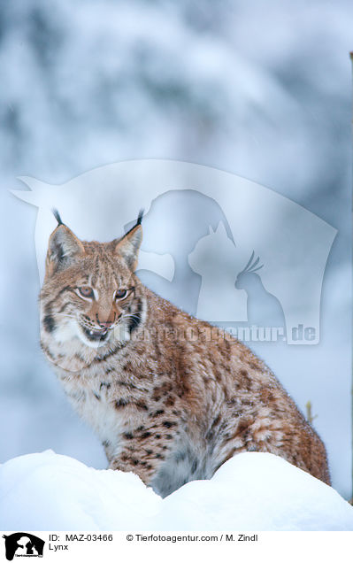 Europischer Luchs / Lynx / MAZ-03466