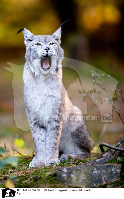 Lynx / MAZ-03478