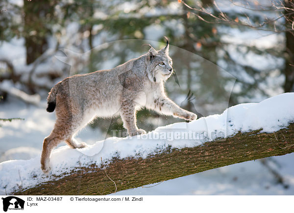 Lynx / MAZ-03487