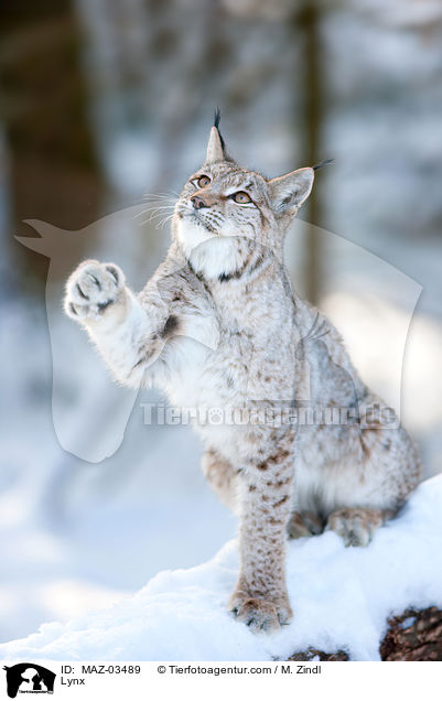 Lynx / MAZ-03489