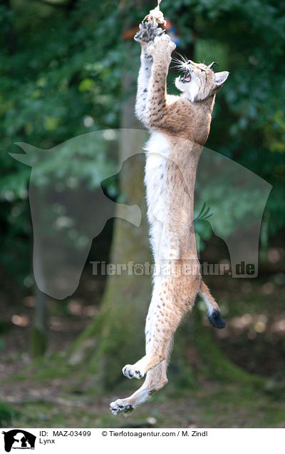 Lynx / MAZ-03499