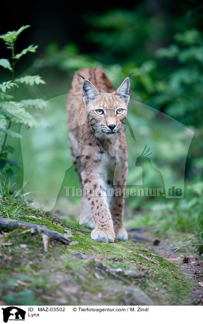 Lynx / MAZ-03502