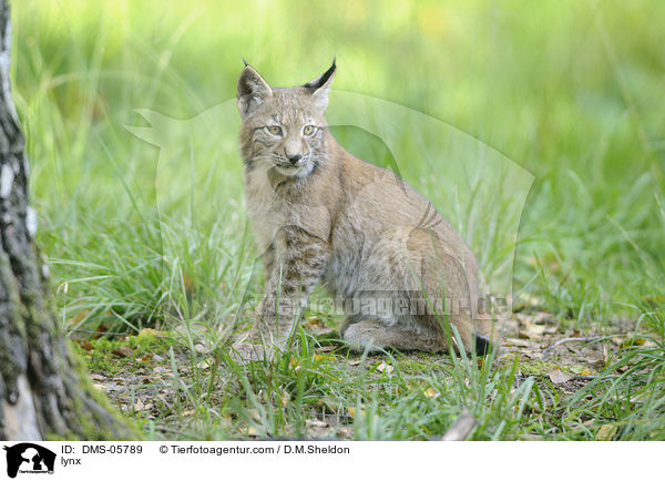 lynx / DMS-05789