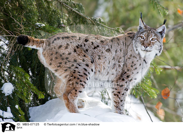 Europischer Luchs / lynx / MBS-07125