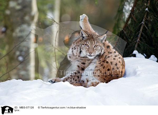 Europischer Luchs / lynx / MBS-07126