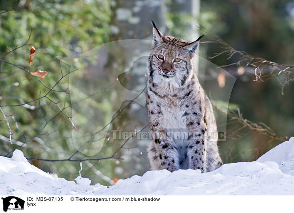 lynx / MBS-07135