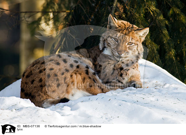 lynx / MBS-07136