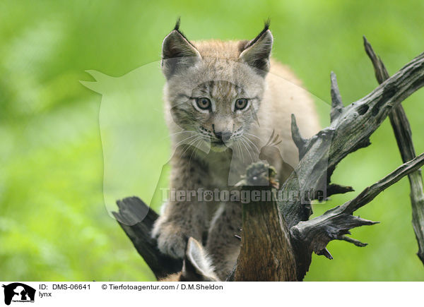 Europischer Luchs / lynx / DMS-06641