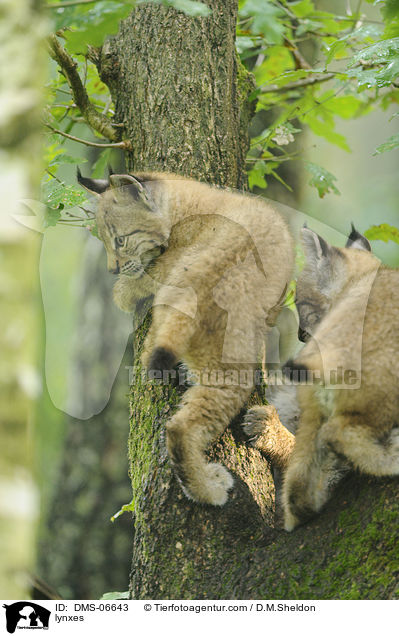 Europische Luchse / lynxes / DMS-06643