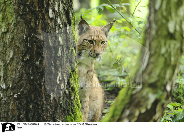 lynx / DMS-06647