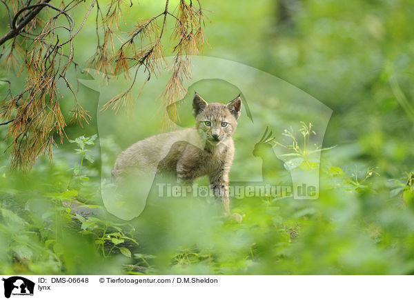 Europischer Luchs / lynx / DMS-06648