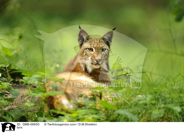 Europischer Luchs / lynx / DMS-06650