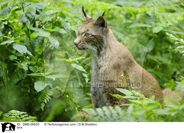 Europischer Luchs / lynx / DMS-06653