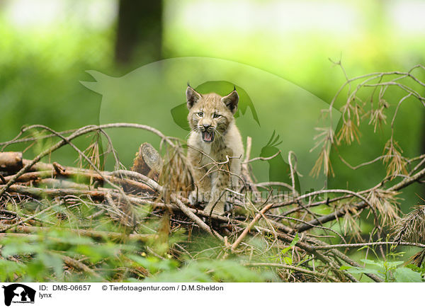Europischer Luchs / lynx / DMS-06657