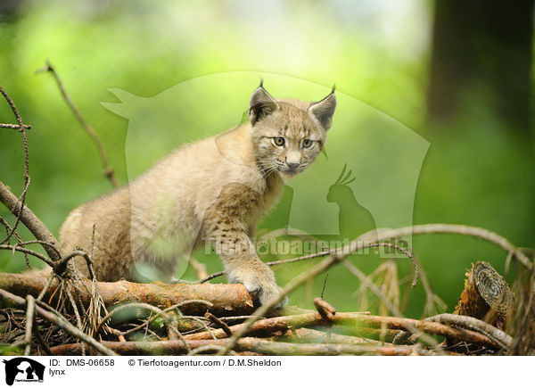 Europischer Luchs / lynx / DMS-06658