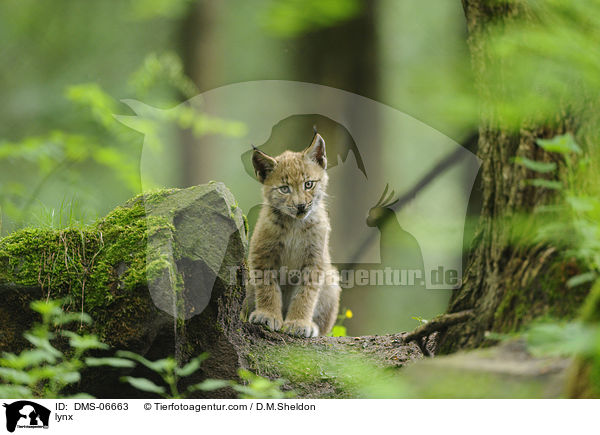 lynx / DMS-06663