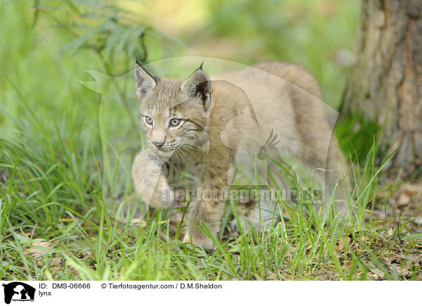 Europischer Luchs / lynx / DMS-06666