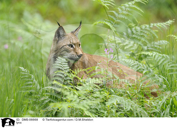 Europischer Luchs / lynx / DMS-06668