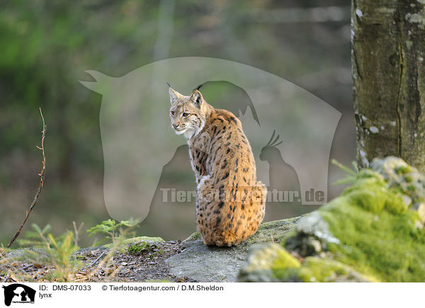 lynx / DMS-07033