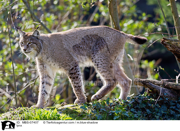 Europischer Luchs / lynx / MBS-07407