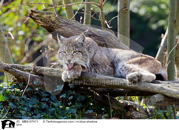 Europischer Luchs / lynx / MBS-07411