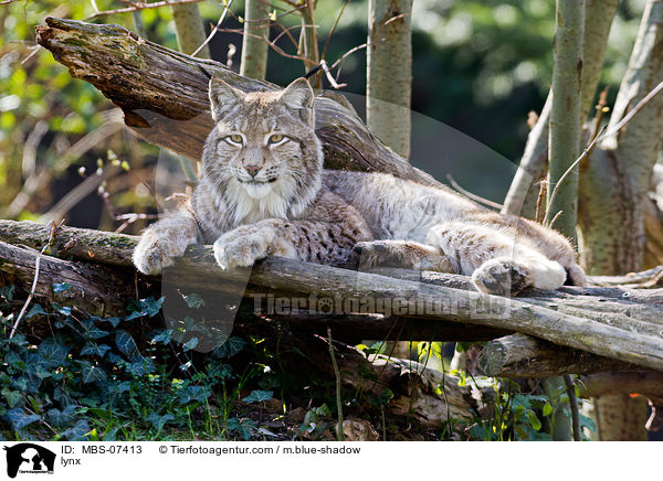 Europischer Luchs / lynx / MBS-07413