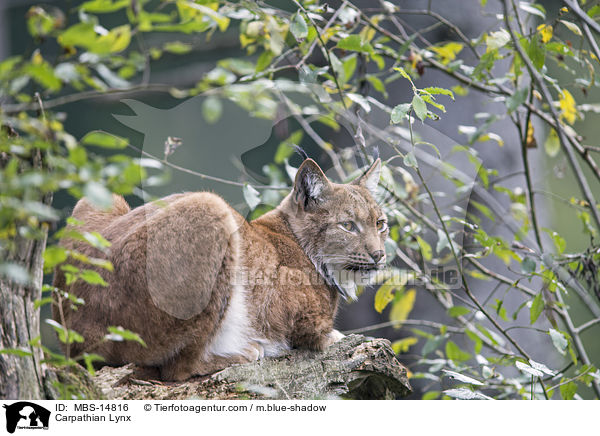 Karpatenluchs / Carpathian Lynx / MBS-14816