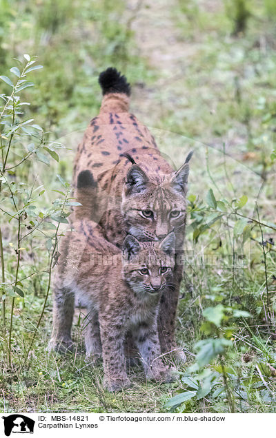 Carpathian Lynxes / MBS-14821