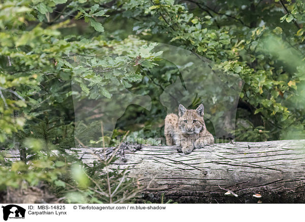 Carpathian Lynx / MBS-14825