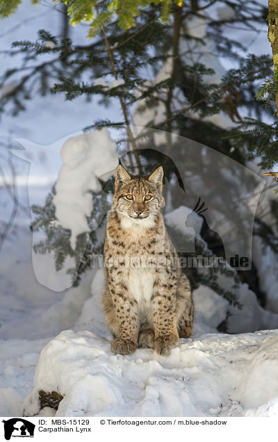 Carpathian Lynx / MBS-15129