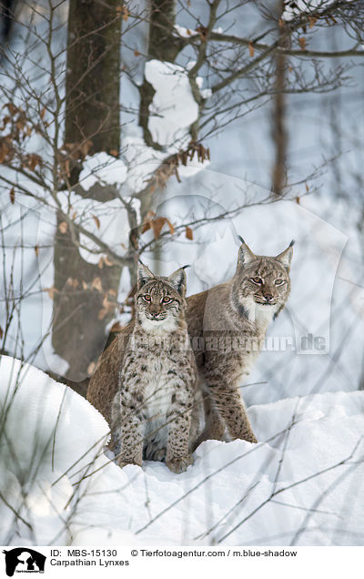 Carpathian Lynxes / MBS-15130