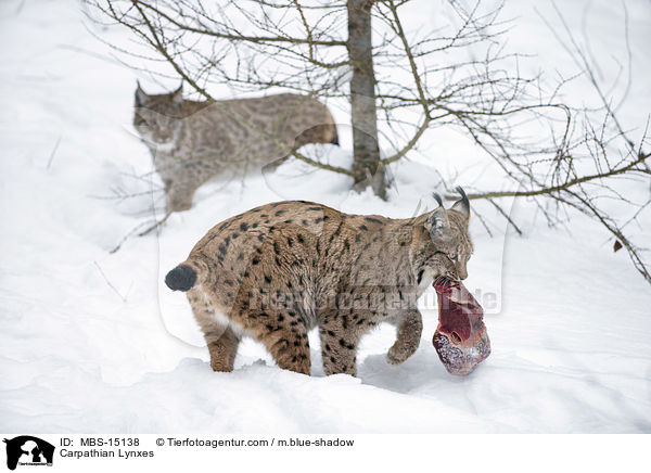 Karpatenluchse / Carpathian Lynxes / MBS-15138