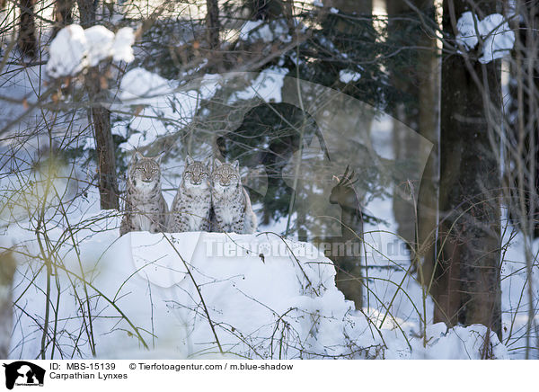 Carpathian Lynxes / MBS-15139
