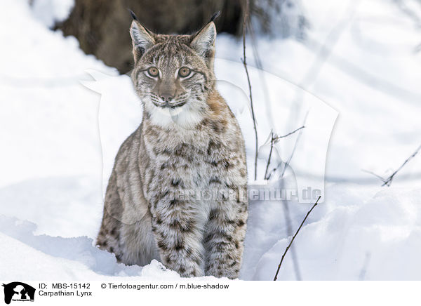 Karpatenluchs / Carpathian Lynx / MBS-15142