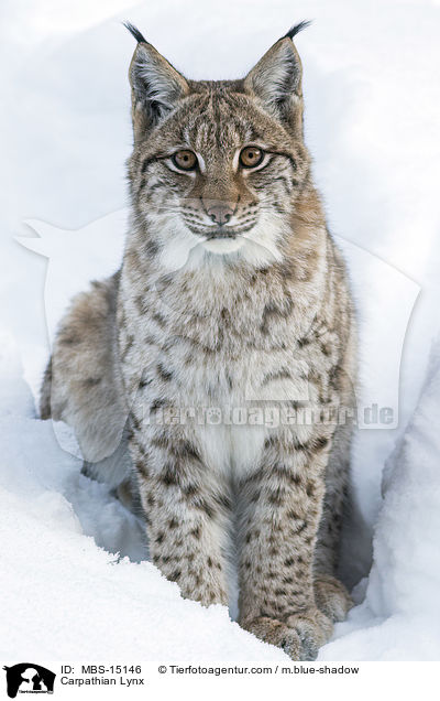 Carpathian Lynx / MBS-15146