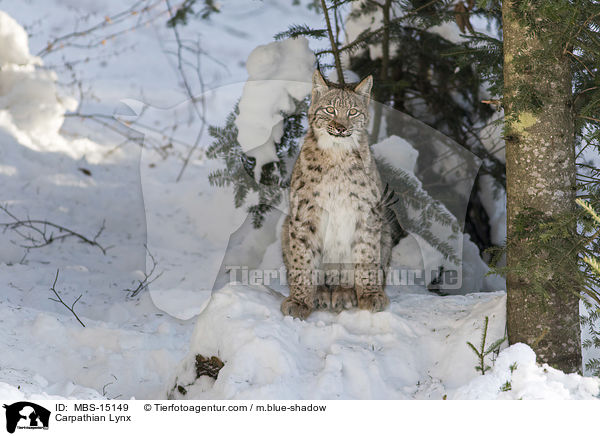 Carpathian Lynx / MBS-15149
