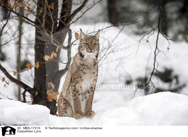 Karpatenluchs / Carpathian Lynx / MBS-17210