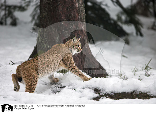 Karpatenluchs / Carpathian Lynx / MBS-17215