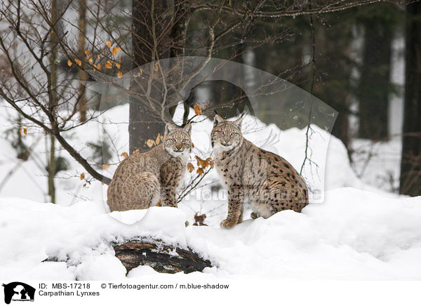 Karpatenluchse / Carpathian Lynxes / MBS-17218