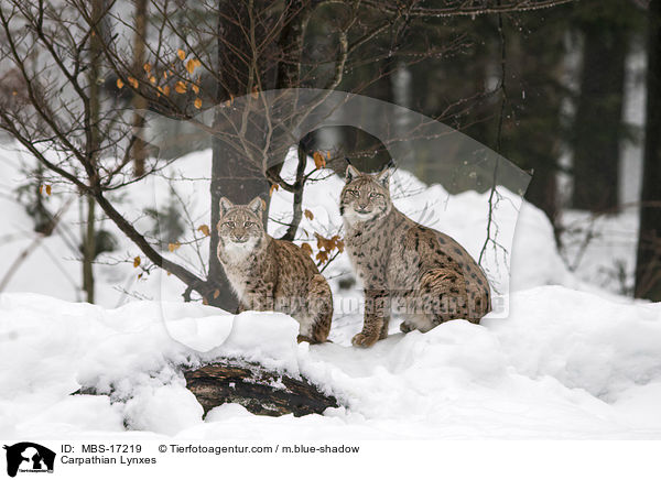 Carpathian Lynxes / MBS-17219