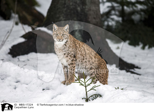 Karpatenluchs / Carpathian Lynx / MBS-17224