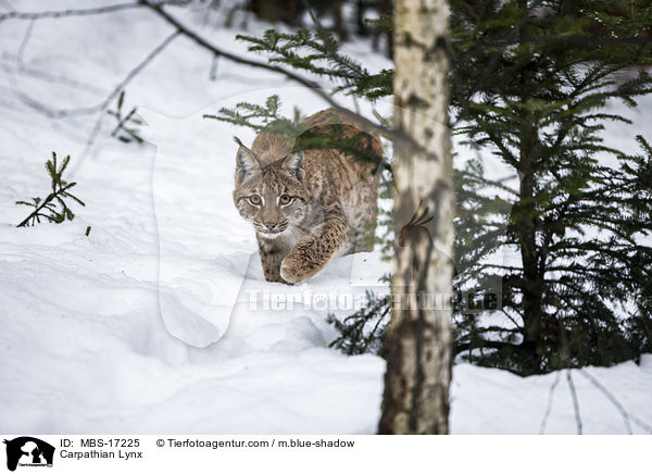 Karpatenluchs / Carpathian Lynx / MBS-17225