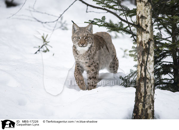 Karpatenluchs / Carpathian Lynx / MBS-17226
