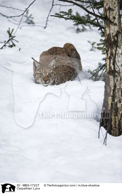 Carpathian Lynx / MBS-17227