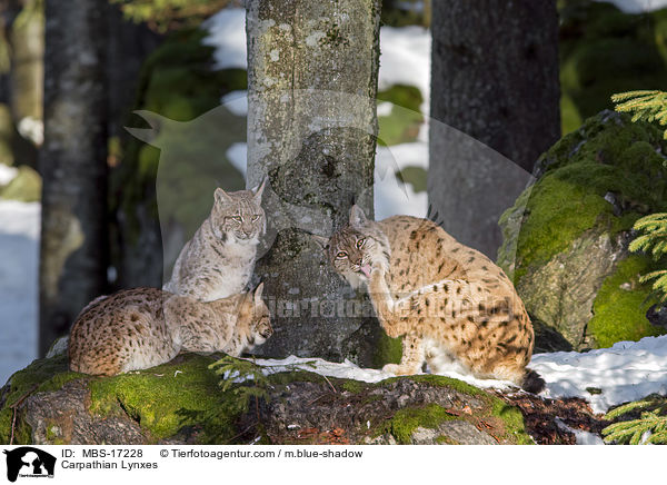 Karpatenluchse / Carpathian Lynxes / MBS-17228
